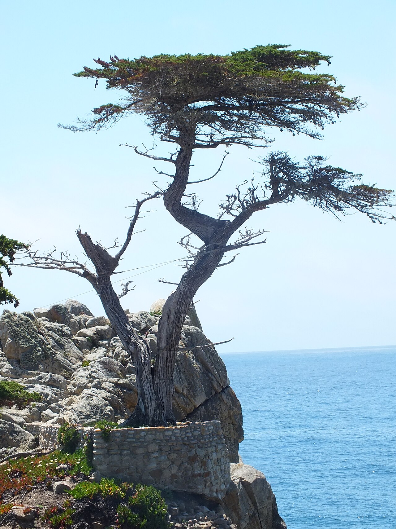 The Lone Cypress, 17-Mile Drive