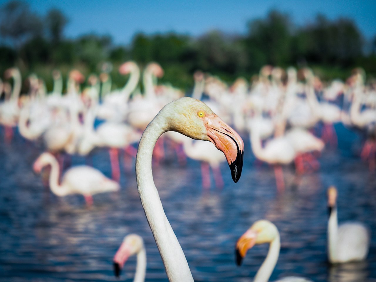 Flamant rose dans la réserve nationale de Camargue, emblème du delta du Rhône en Provence