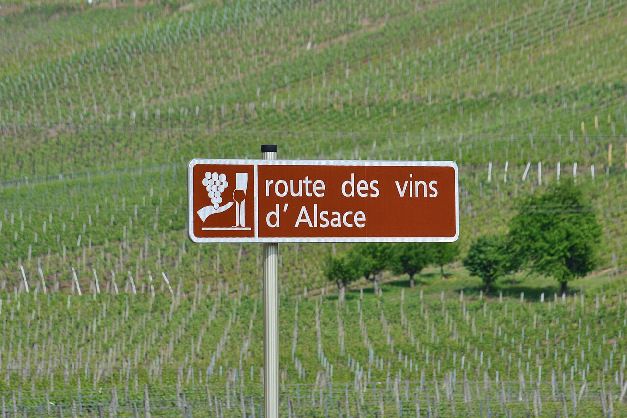 Vignes en coteaux de la Route des Vins d'Alsace au pied des Vosges, sous un ciel dégagé